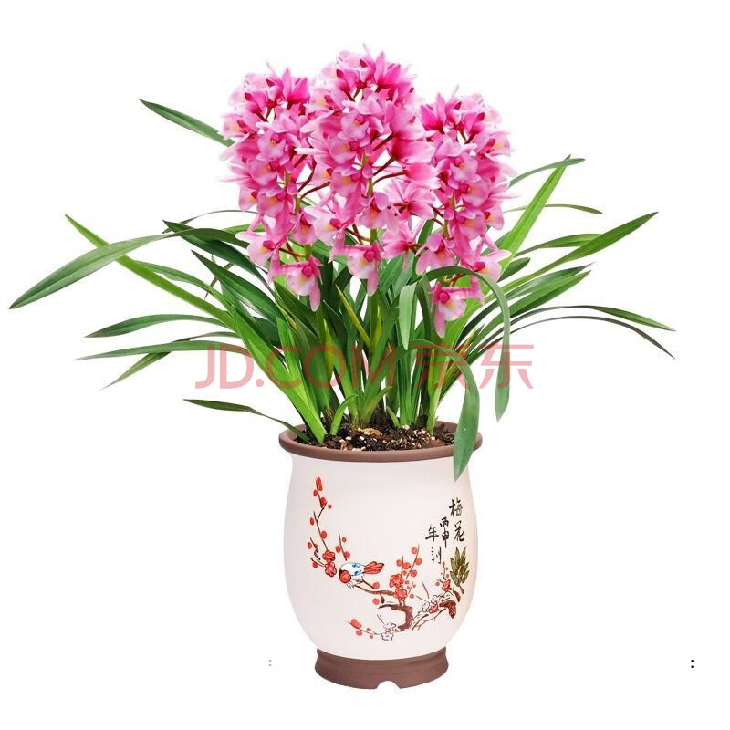 带花苞名贵浓香型兰花苗建兰精品室内花卉绿植盆栽四季开花 小美人 3