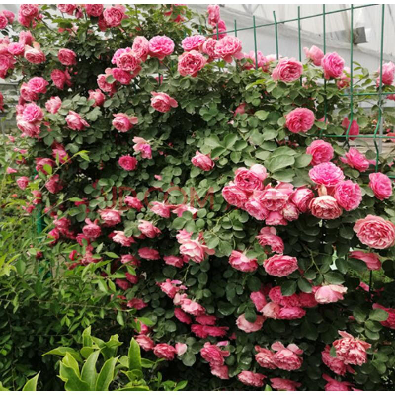 月季 庭院植物 藤本小女孩 三季开花藤本月季花苗 掌柜推荐1.