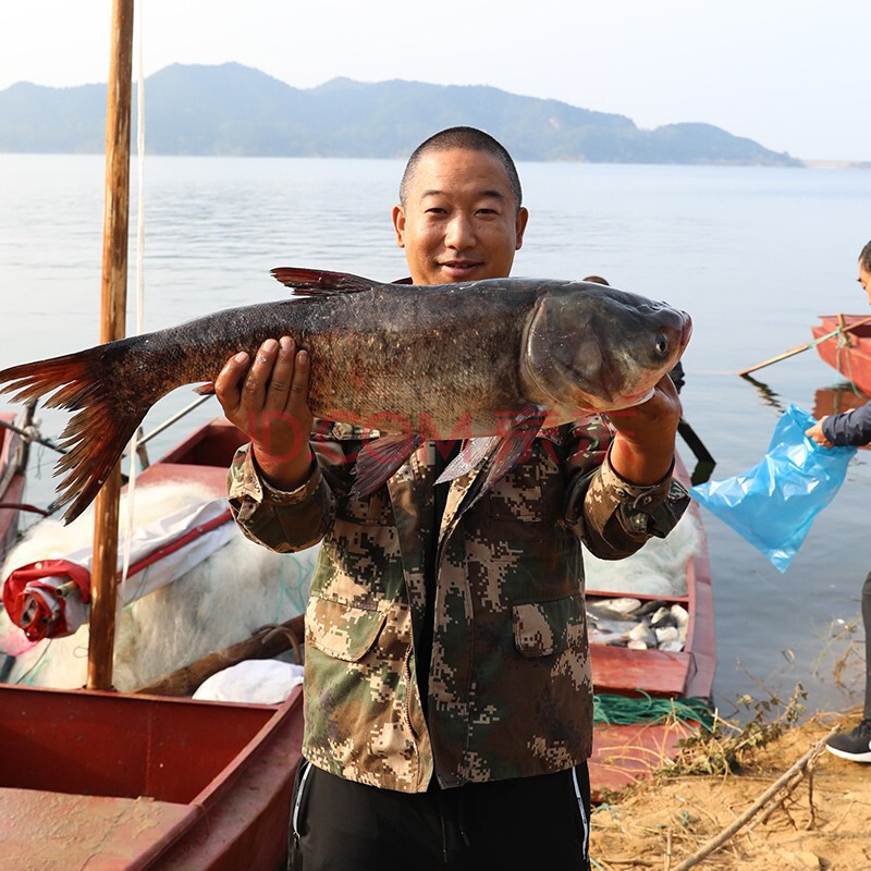 【現撈現發 順豐速運】密之藍天首都水源地密雲水庫胖頭魚淡水魚生鮮