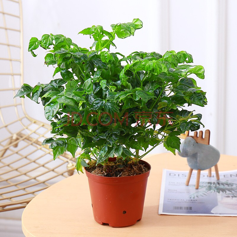 幸福树盆栽植物室内花好养客厅净化空气花卉办公桌面吸甲醛小绿植