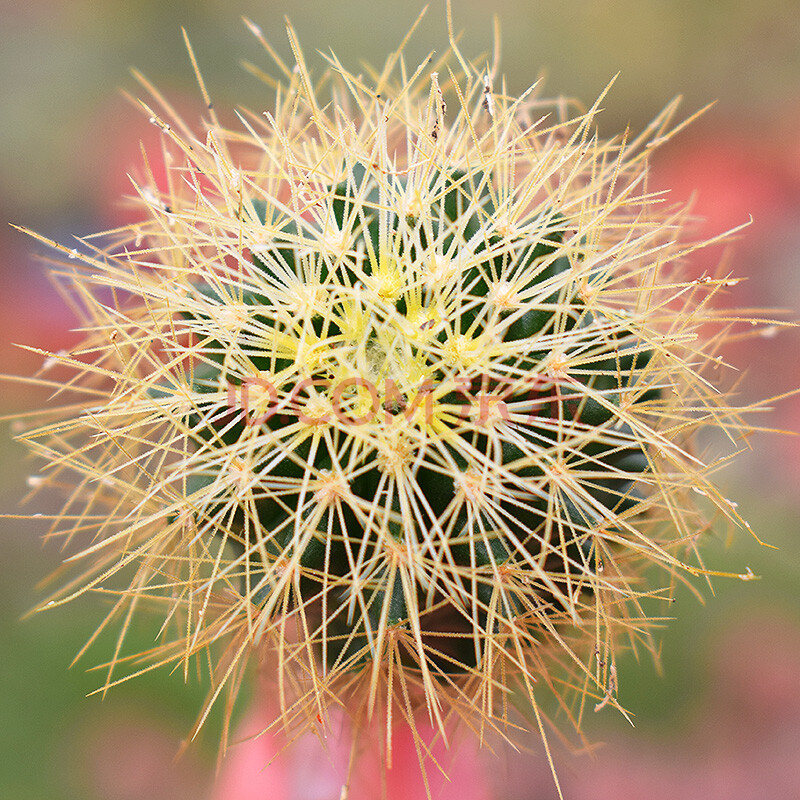 黄彩玉3-4cm 仙人球类带刺办公室绿植 黄彩玉3-4cm 不含盆