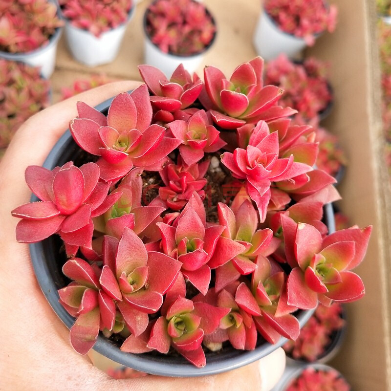 老桩 多头 群生 缀化 肉肉植物 办公室阳台小盆栽 好看易养活 红叶祭