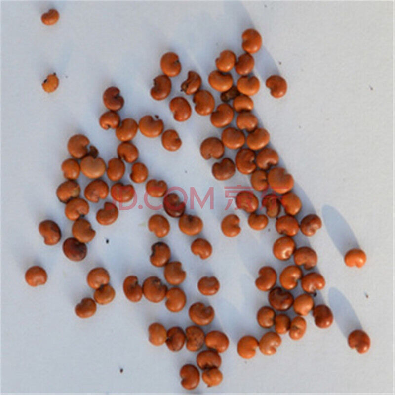 萌肉居 五味子种子 新采中药材种子 100克