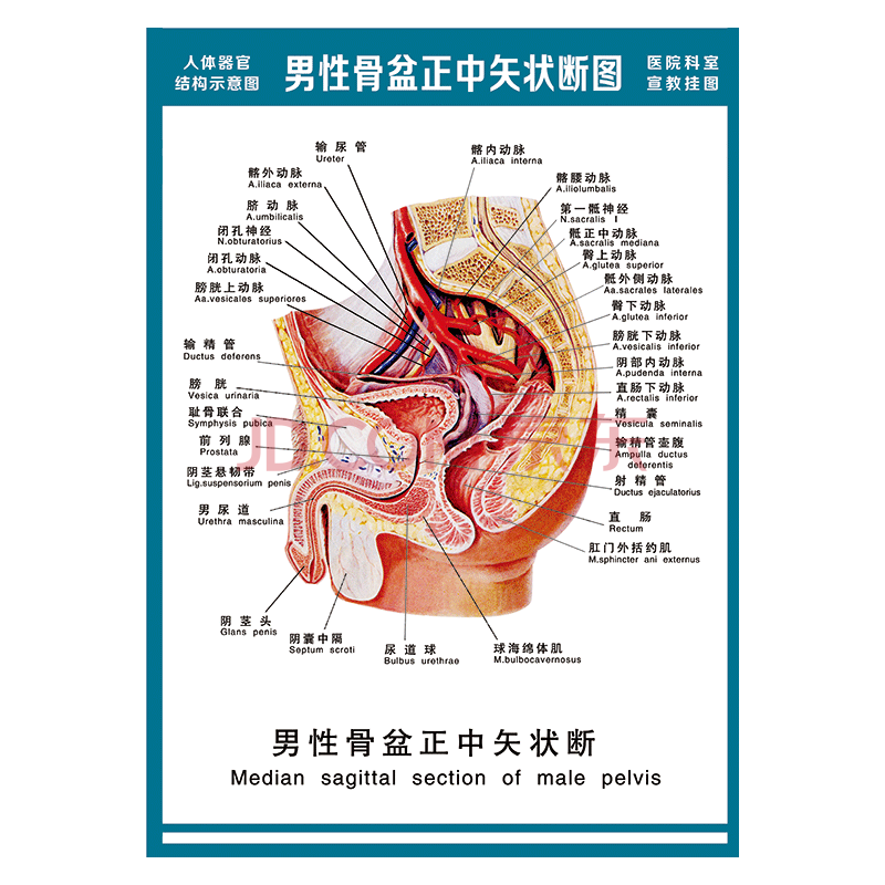 医院科室宣教挂图人体结构示意图器官解剖图全身骨骼图宣传画墙贴画