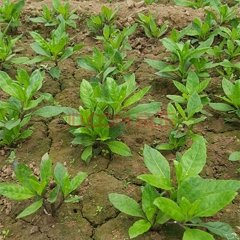 納麗雅(naliya) 明月草種苗,金雞毛草,白子菜,神仙草,白背三七,富貴菜