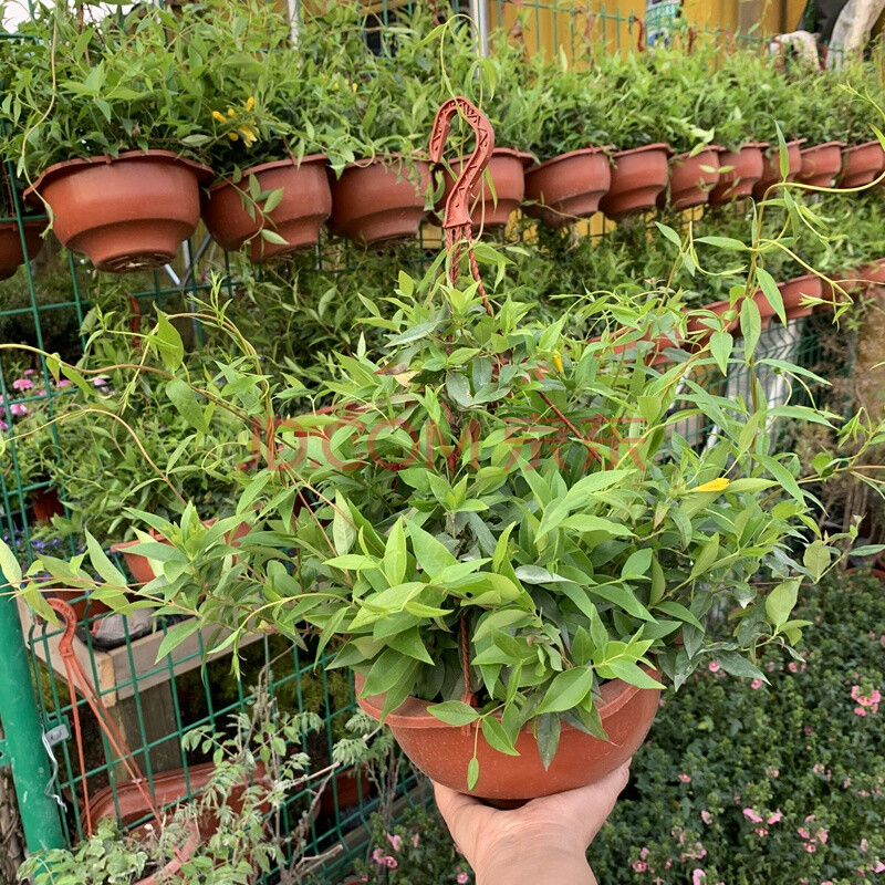 法国香水藤 爬藤植物 盆栽苗 爬得快 耐寒耐晒耐热 好养 带土发货 大