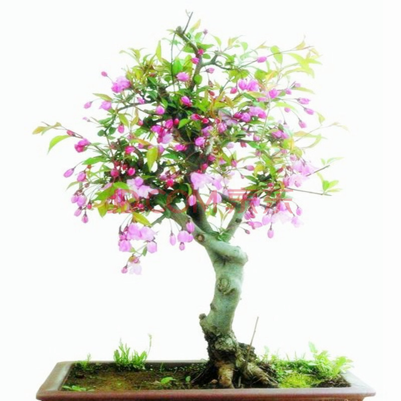 长寿冠海棠盆景盆栽日本海棠树桩海棠果室内绿植花卉 垂丝海棠 八年