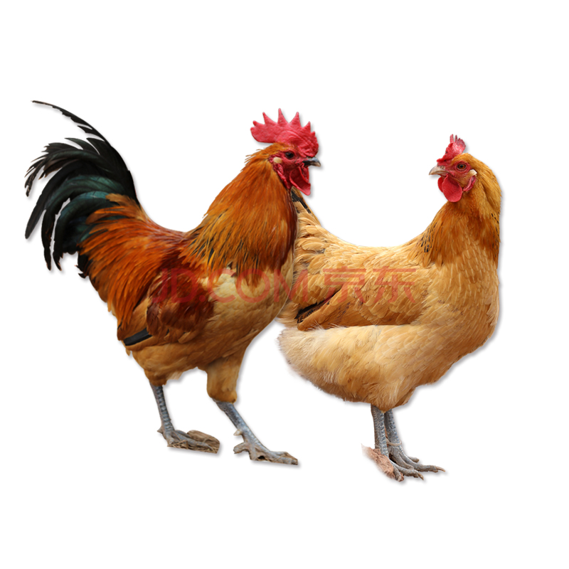 惠友4斤老母鸡公鸡各1只鸡肉安徽肥西农村土鸡农家 一公一母净重一共
