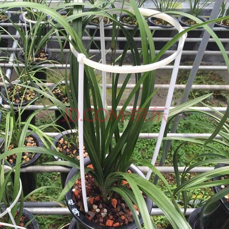 兰花兰草固定支架保护花卉兰花盆栽支撑叶片护叶支架可调节护叶架 可