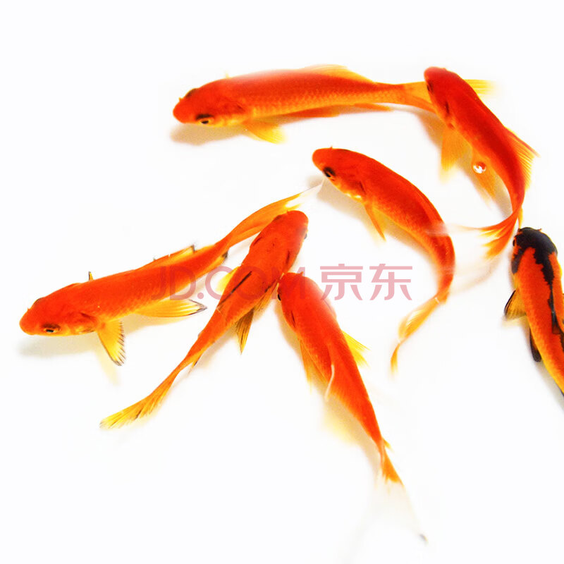 易萌活体红草金金鱼 淡水观赏鱼黄金锦鲤红白锦鲤鱼 红草金7-8cm 12条