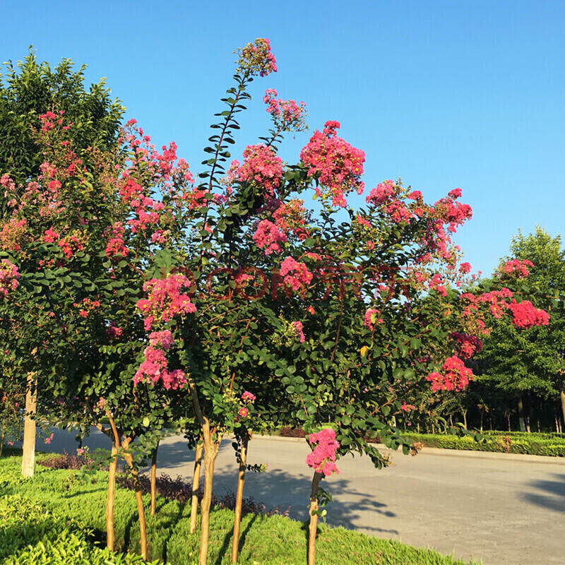 月娥紫薇苗 紫薇樹苗 紅花紫薇苗 美國紅火箭紫薇 四川紅花百日紅紫薇