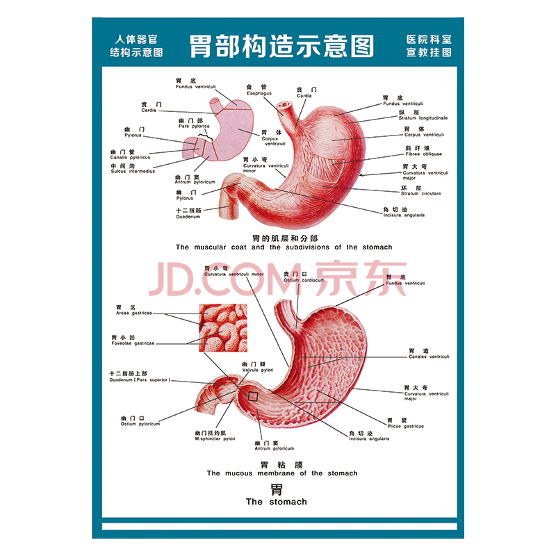 医院科室宣教挂图人体结构示意图器官解剖图全身骨骼图宣传画墙贴画