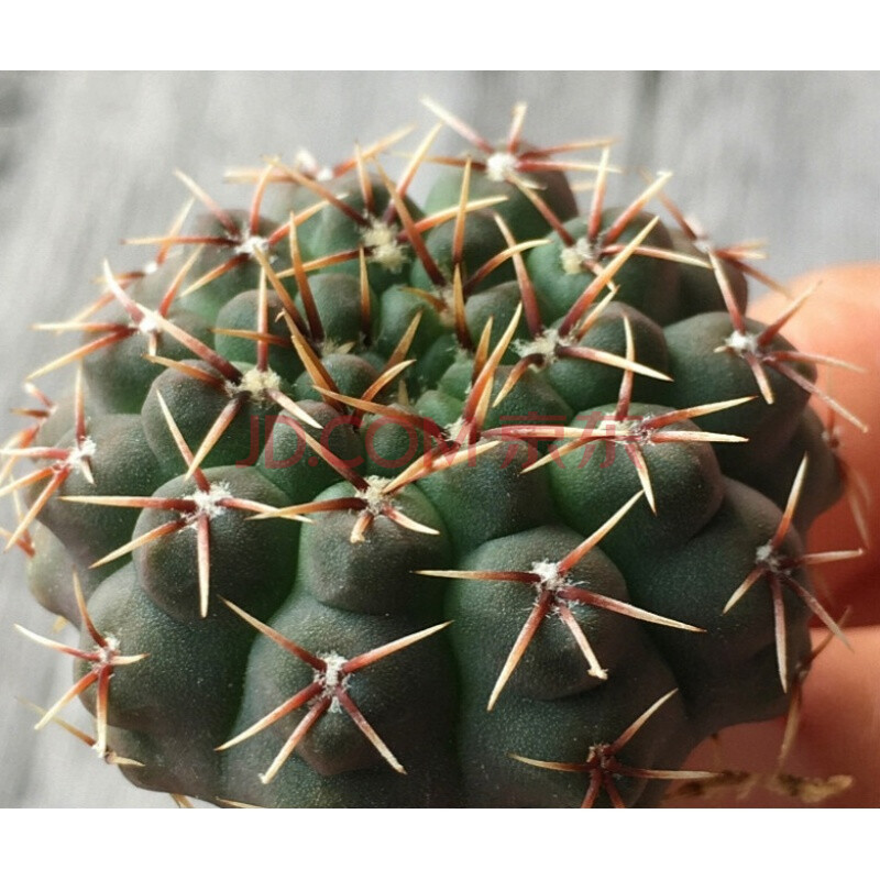 瑞昌玉 实生仙人球 稀有易开花大花白花品种