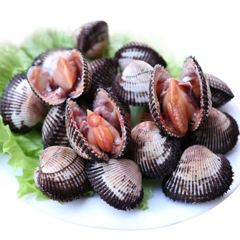 鲜木 大连鲜活毛蛤海鲜毛蚬新鲜毛蛤蜊毛蚶血蛤赤贝生吃贝类 10斤装