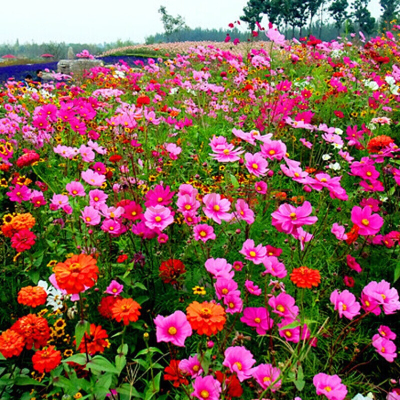 tlhhlz各种草花组合种子 新品观花草花种子 快速生长野花组合种子品种