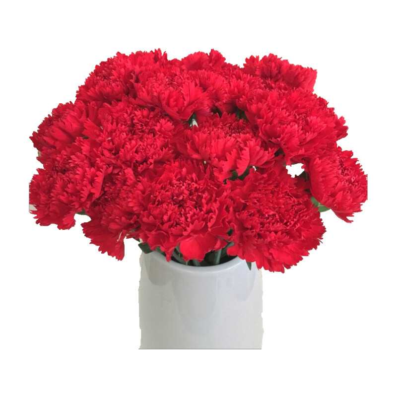 康乃馨鲜花母亲节礼物水养花束 单头康乃馨桃红18枝 送配草 保鲜剂