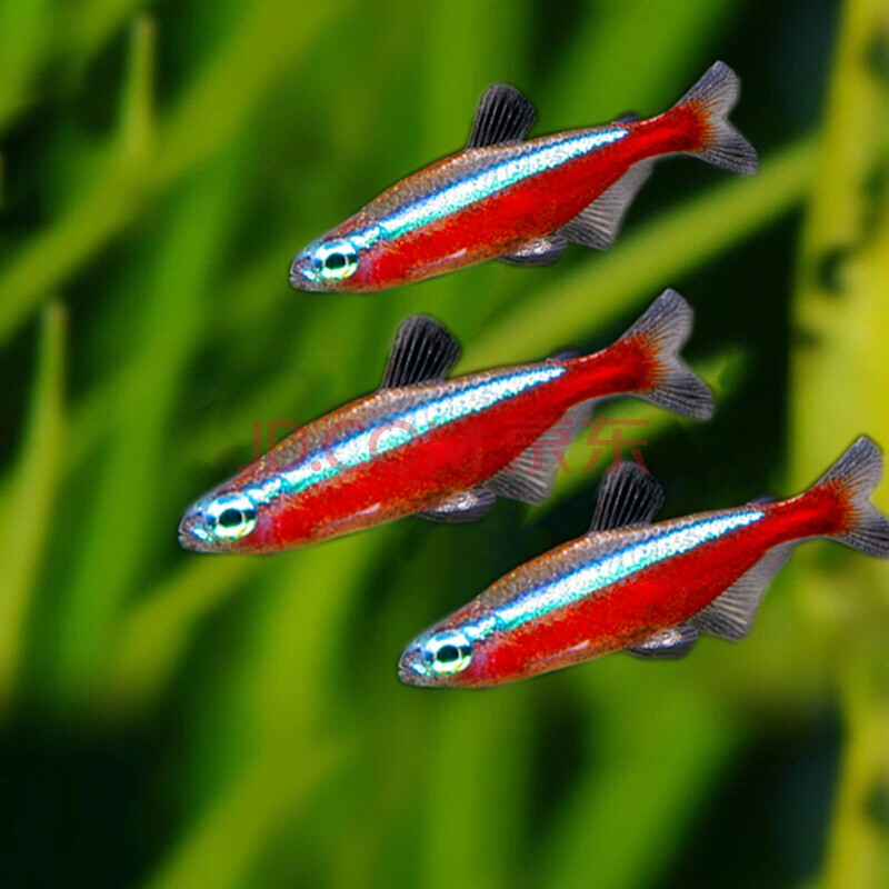 鱼官儿 灯鱼活体 淡水鱼 热带鱼 宝莲灯观赏鱼 草缸小型灯科鱼 宝莲灯