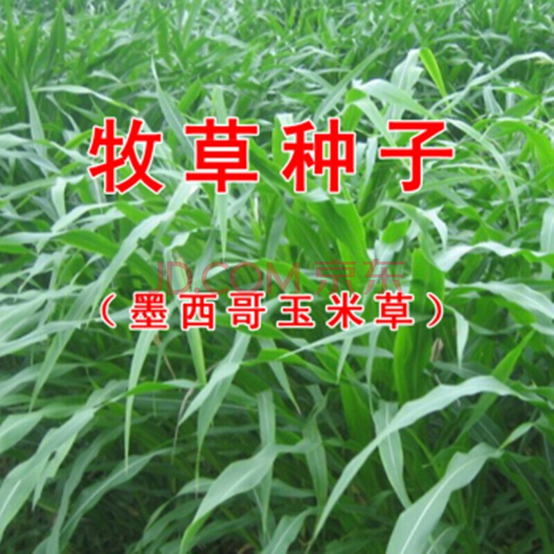 黑麥草種子 養殖牲口種子 雞鴨魚鵝牛羊馬草籽 蘇丹草 紫花苜蓿