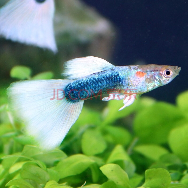 儿 孔雀鱼活体小型热带观赏鱼淡水鱼鱼缸造景凤尾鱼 象牙白孔雀鱼1对