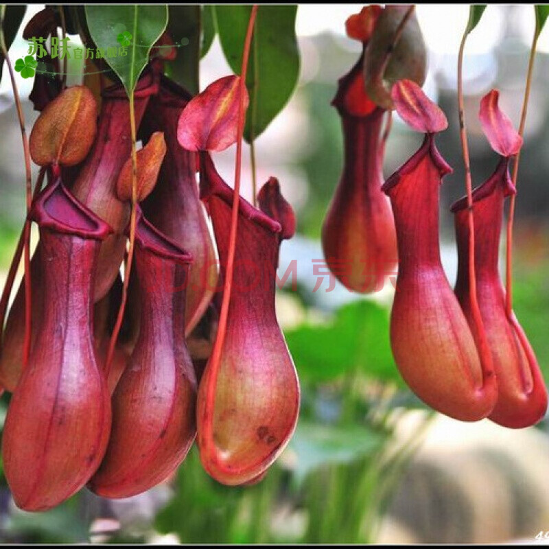 猪笼草盆栽捕蝇食虫草室内桌面花卉绿植吃蚊奇趣植物食人花食蚊草
