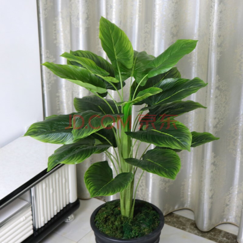 9米绿芙蓉(不含盆)