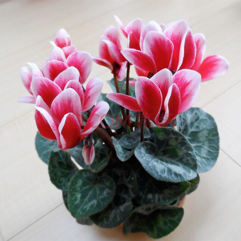 仙客来种球 室内盆栽花卉绿植 球根花卉植物兔耳朵花 花色--单颗种球