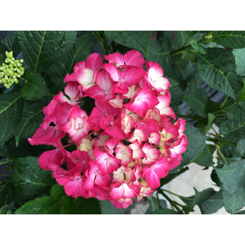 大花绣球八仙花圆锥乔木绣球花苗无尽夏万花镜花手鞠革命薄荷 塞尔玛