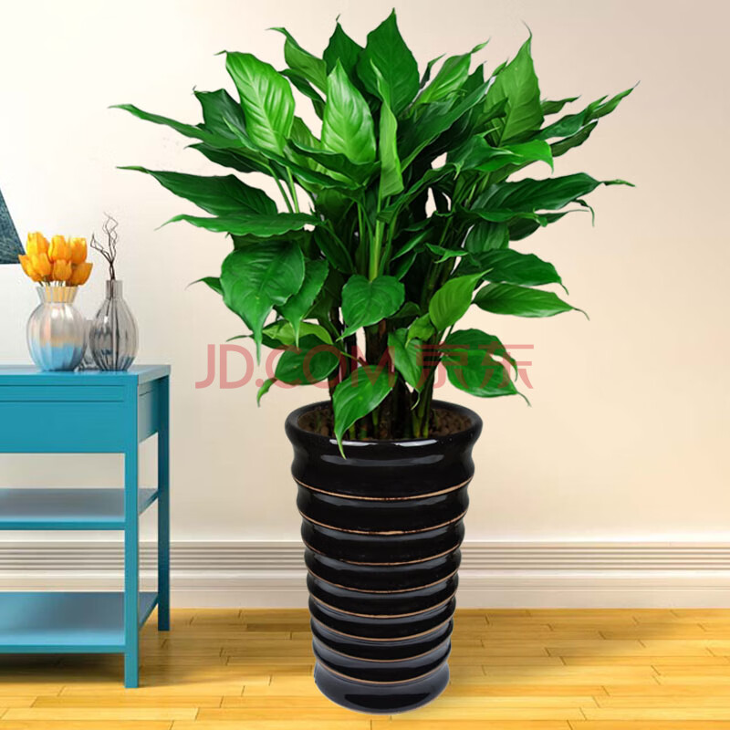 万年青绿植盆栽四季常青植物室内大型家庭花卉客厅 60cm万年青10颗 不