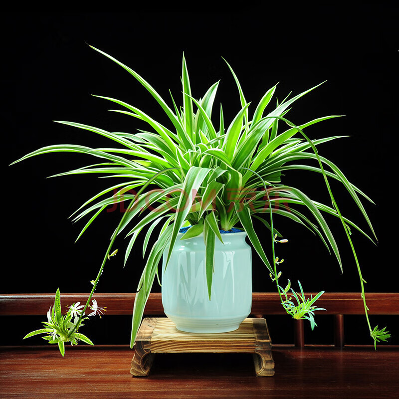 室内客厅办公室桌面小盆景四季常青好养花卉 清雅金边吊兰 方形木底座