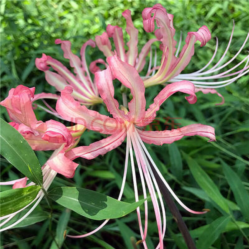 四季花卉綠植盆栽彼岸花種子曼珠沙華 彼岸花種球 石蒜 室內陽臺 少女