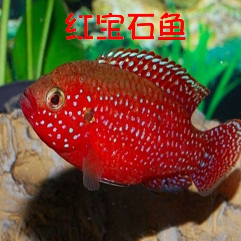 榮鬱紅鸚鵡魚#發財魚#元寶鸚鵡#財神魚熱帶魚 紅寶石5-6釐米一條