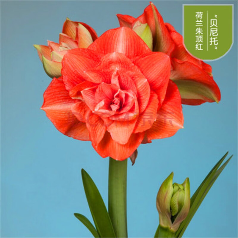 朱顶红种球花卉荷兰进口重瓣朱顶红大球盆栽花卉 贝尼托 球周长 18