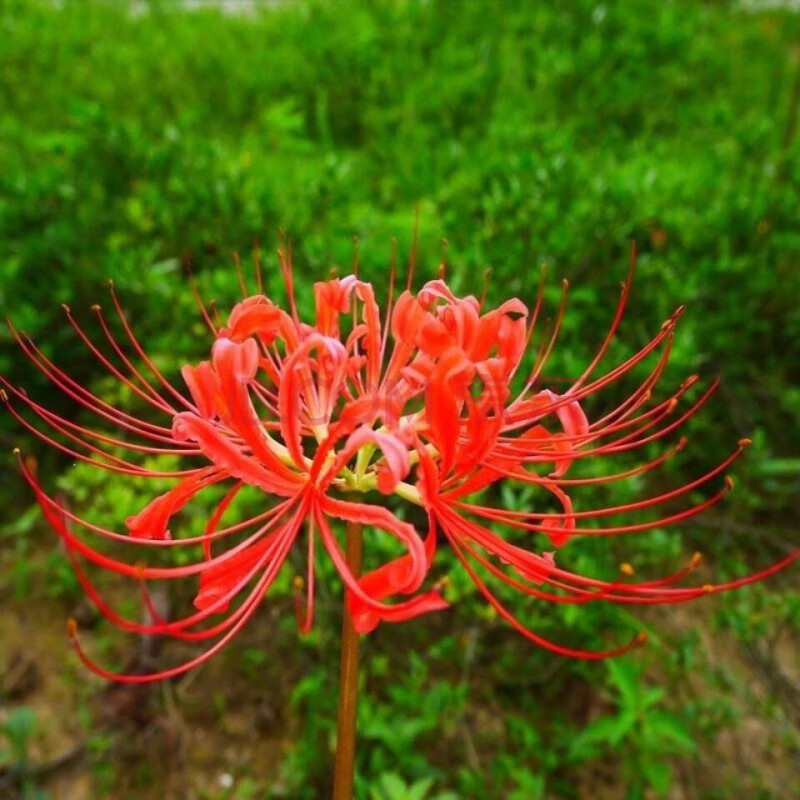 彼岸花种球曼珠沙华红花石花卉室内阳台庭院四季易活种球 曼珠沙华