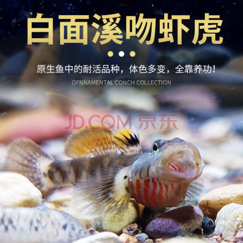 练手稀有原生冷水鱼小型淡水白面溪流吻虾虎鱼好养耐活热带观赏鱼