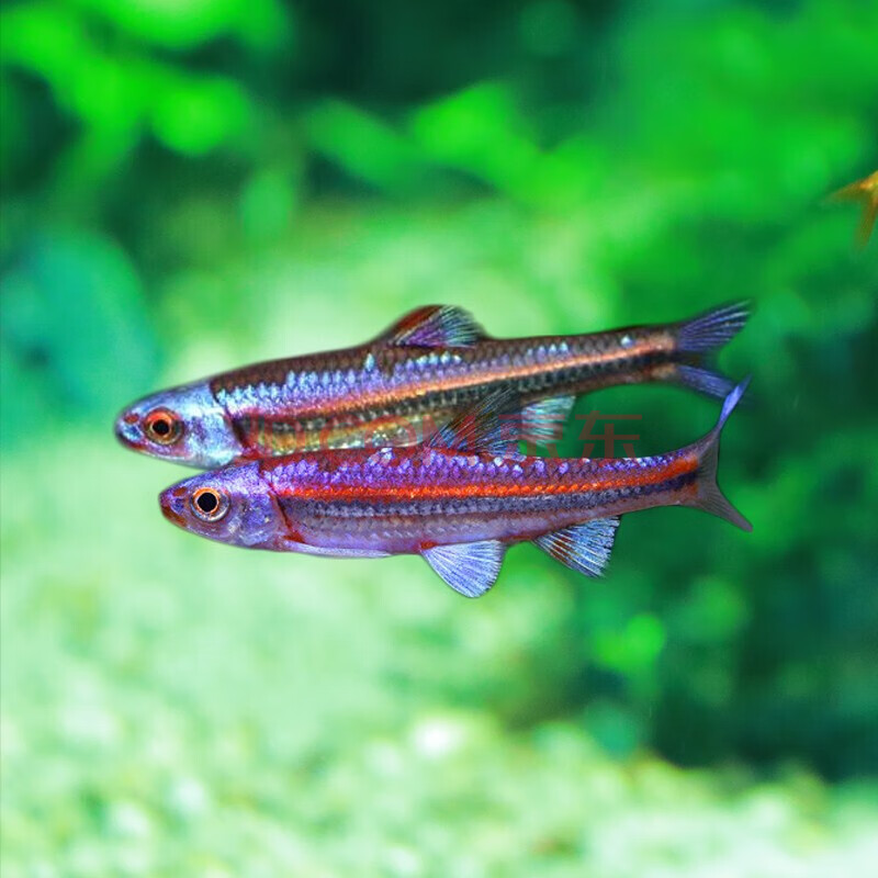 高阶灯鱼 小型热带观赏鱼淡水玩家级灯科鱼 紫光精灵1条(4-5cm)