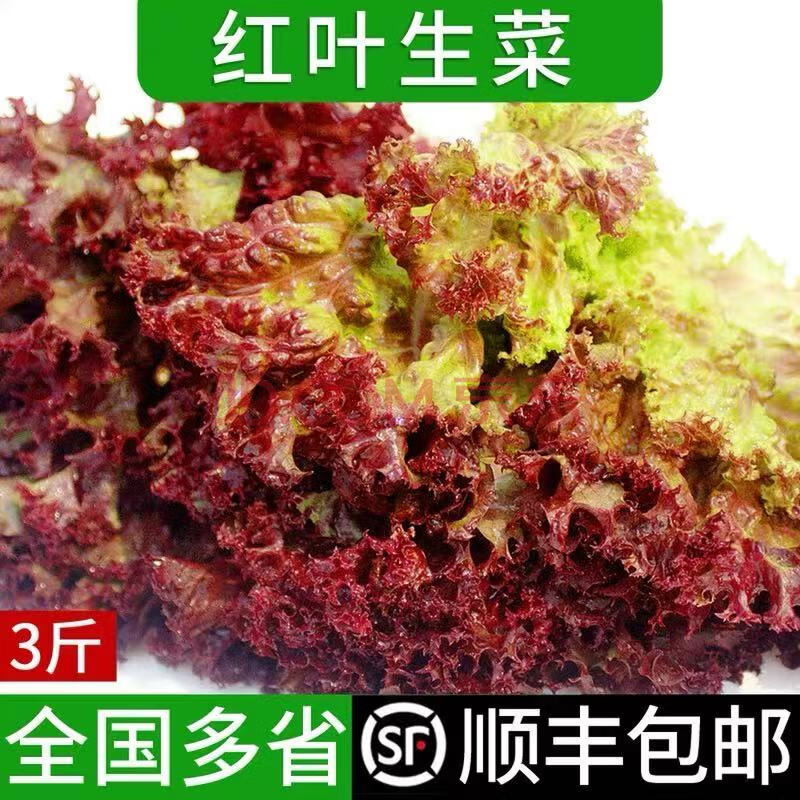 新鮮紅葉生菜2斤 羅莎紅 散葉花葉紫葉生菜 西餐蔬菜沙拉食材配菜 5斤