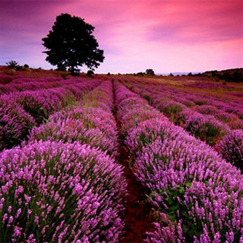 颜集卉进口法国普罗旺斯薰衣草种子驱蚊香草种子500粒 英国玫瑰薰衣草