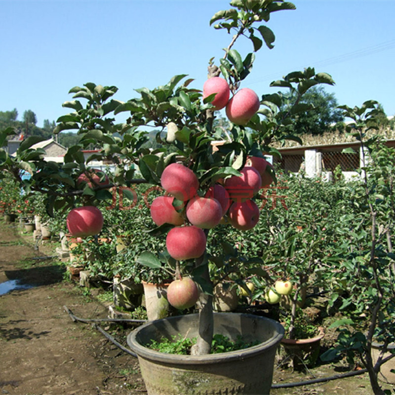 盆栽嫁接苹果树苗庭院阳台盆景果树苗苹果苗 红富士苹果苗南北方种植