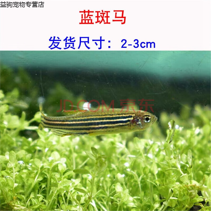 斑馬魚活體熱帶觀賞魚魚缸淡水寵物魚小魚小型群游魚好養耐活 深藍色