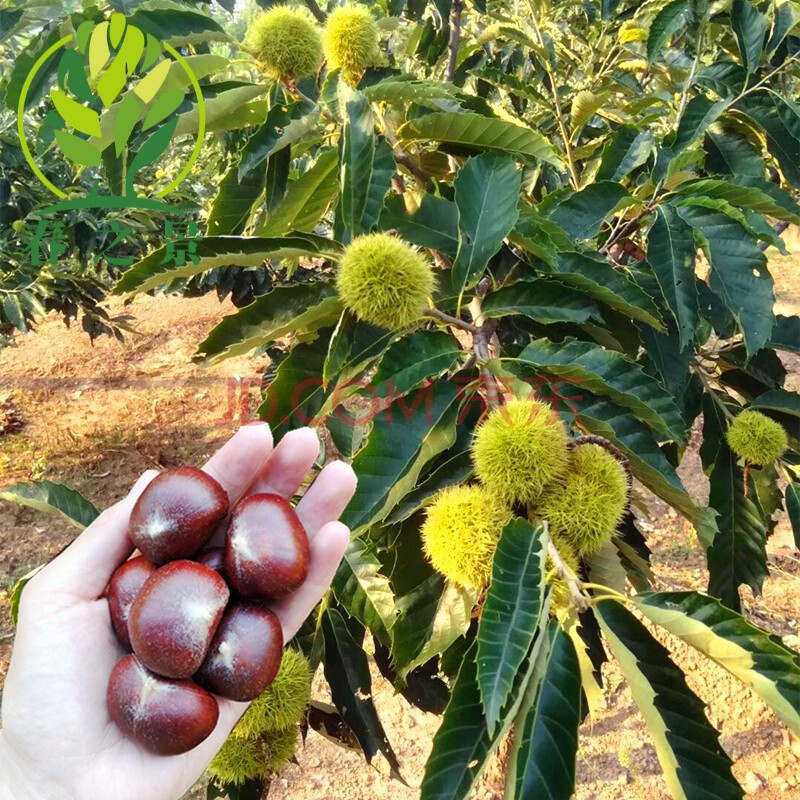 板栗果树苗 板栗树苗 嫁接大红袍 水果苗木 盆栽地栽栗子苗 南方北方