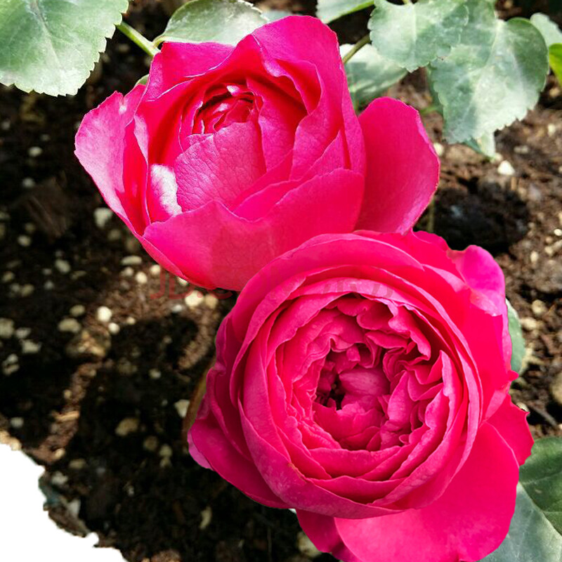 畷园 伊芙日出浓香切花大花月季花苗四季勤花绿植盆栽玫瑰花卉阳台