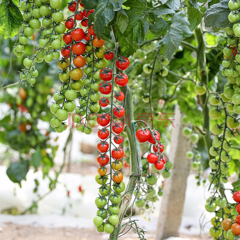 子家庭种植阳台盆栽大田水果种籽疏蔬莱种孑秧苗菜仔 珍珠瀑布番茄苗