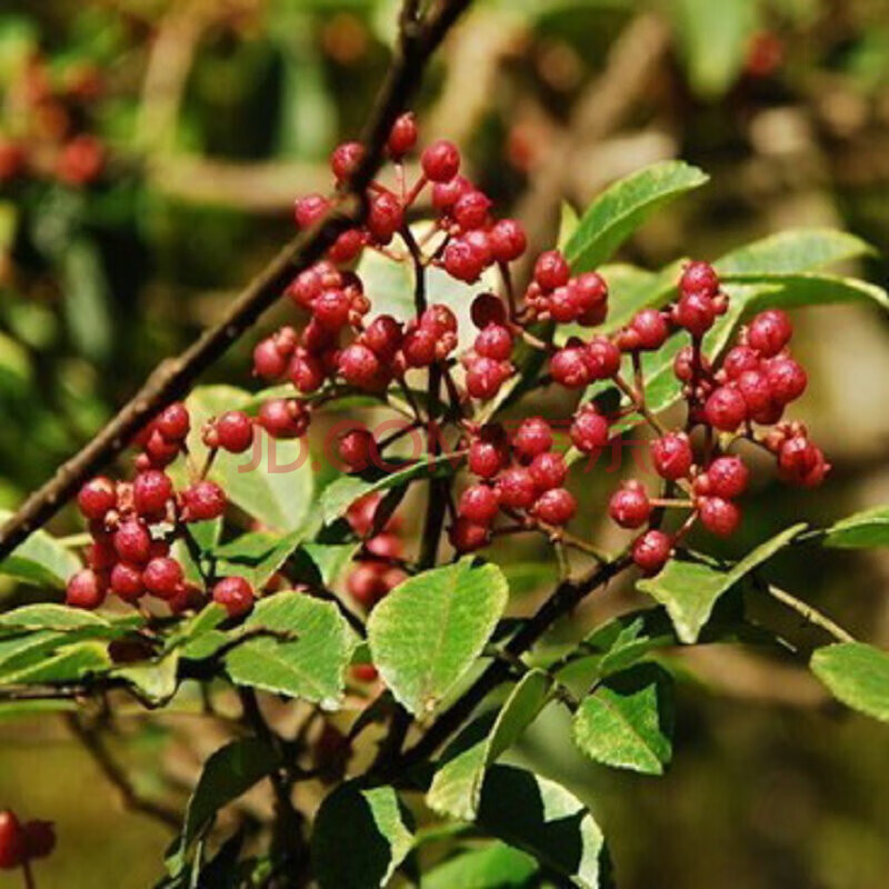 果樹苗 樹苗 正宗高產大紅袍麻椒 九葉青花椒苗 獅子頭野花椒樹苗