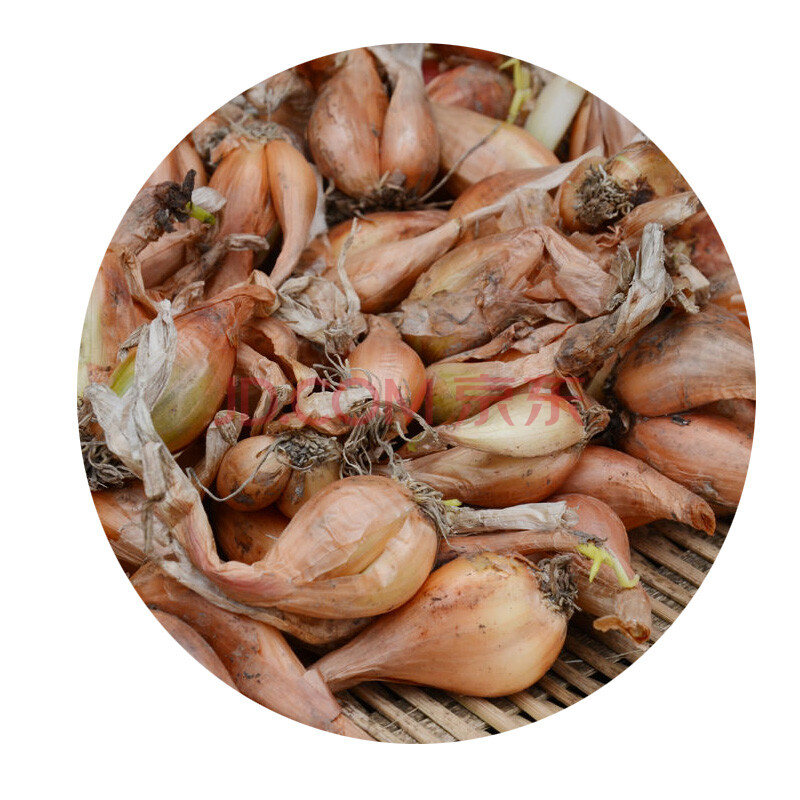 四川小香葱 黄葱头红葱头种子 火葱种 榨葱油干葱头 黄香葱头2500g