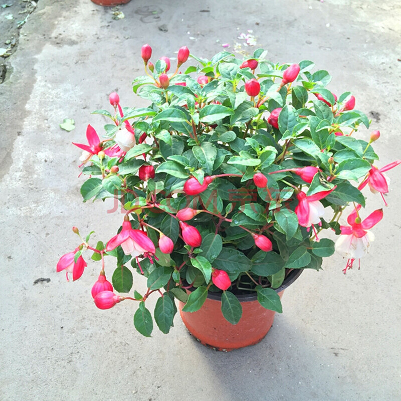 倒挂金钟盆栽花苗 灯笼花吊兰 吊钟海棠盆 倒挂金钟 室内阳台盆景 不