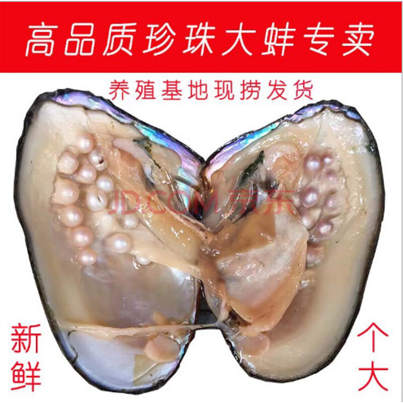 活蚌直寄 鲜活河蚌活体珍珠蚌多珠蚌 天然河蚌5-10年爱迪生蚌 组合蚌