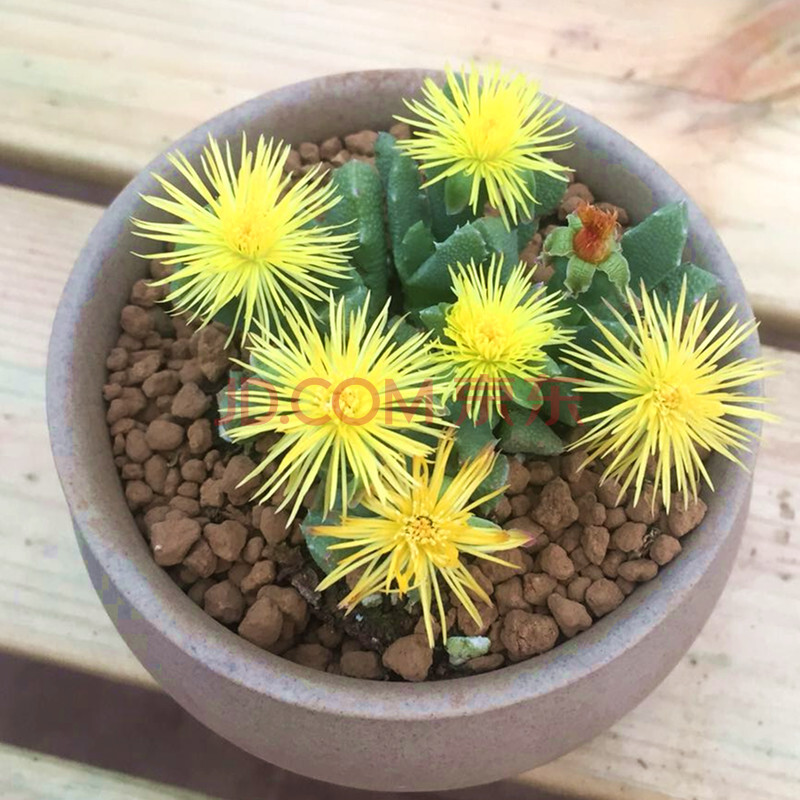 黃花照波 會開花的多肉植物 紅花奔龍群生老樁花卉盆栽 多肉開花 芳