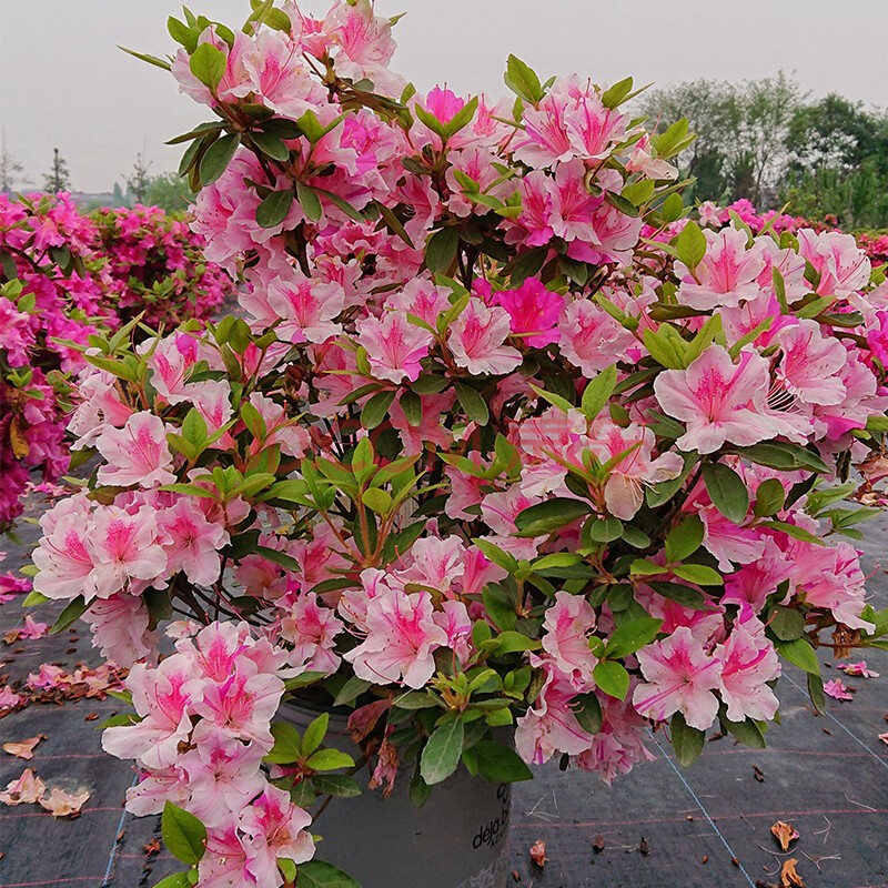 【虹越】进口安酷杜鹃花 大苗 多季开花 庭院花园多花常绿花卉植物
