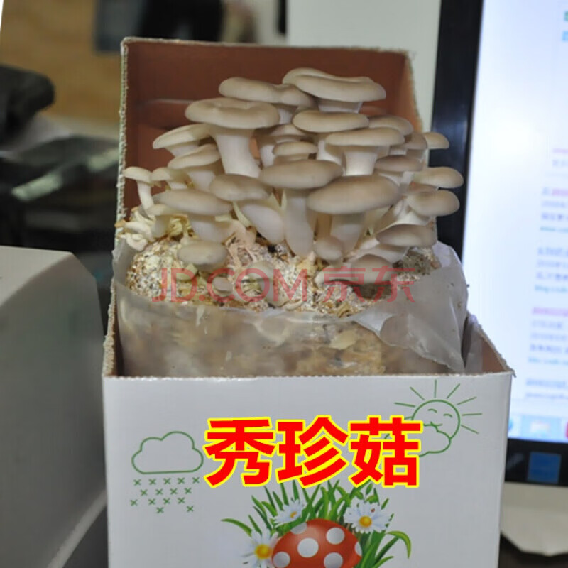 棒菌种平菇菌包种子阳台蘑菇菌种植包蘑菇菌包 秀珍菇袋装开袋生长