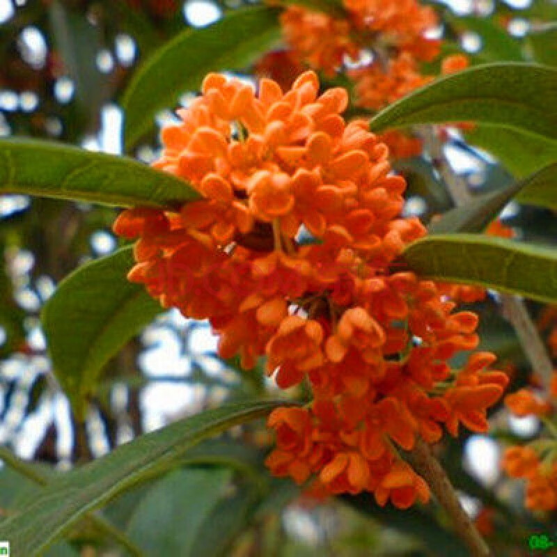 花姬實生桂花樹苗 桂花苗 丹桂 沉香桂 狀元紅 馥桂 硃砂桂 早紅桂花